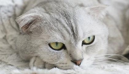 九游娱乐网页版-世预欧洲区荷兰出线 葡萄牙意大利附加赛或遇莱万