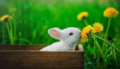 九游娱乐网页版-世预欧洲区荷兰出线 葡萄牙意大利附加赛或遇莱万